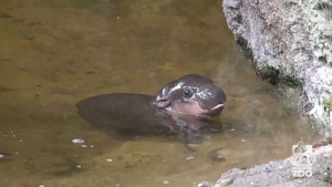 Illustration : "Ce bébé hippopotame peut enfin profiter de son premier bain... Des photos adorables ! "