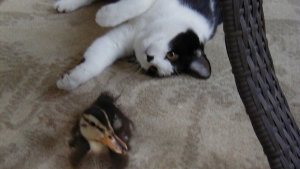 Illustration : "Ces chats qui aiment les canards en secret"