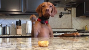 Illustration : "Ces chiens gourmands qui veulent absolument attraper la friandise traînant sur la table"