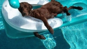 Illustration : "11 photos d’animaux qui passent de beaux moments à la piscine…les chanceux ! "