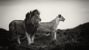 Illustration : "La beauté majestueuse des lions (et des lionnes) dans d'époustouflantes photos en noir et blanc"