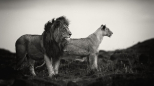 La beauté majestueuse des lions (et des lionnes) dans d ...