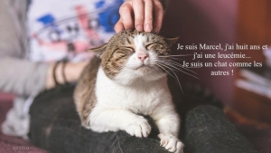 Illustration : "Des chats comme les autres (15 photos)"