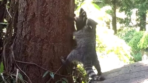 Illustration : "Quand une femelle raton-laveur montre à son petit comment grimper à un arbre... Une scène adorable !"