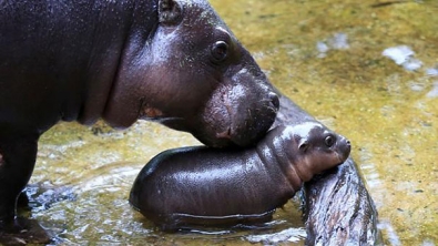 Illustration : Regardez ce bébé hippopotame nain s'offrant sa toute première baignade en public