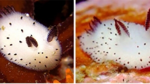 Illustration : "Au Japon, cette limace de mer ressemblant à un lapin est la sensation du moment"