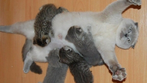 Illustration : "Cette photo d'une maman chat résume à elle seule ce que peut être la maternité"