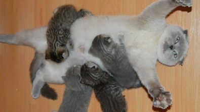 Illustration : Cette photo d'une maman chat résume à elle seule ce que peut être la maternité