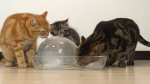 Illustration : "Ces chats adorent leur boule de glace"