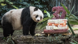 Illustration : "Le doyen des pandas souffle sa 37ème bougie"