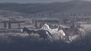 Illustration : "L'accident de cheval survenu durant son enfance aurait dû le traumatiser à vie. C'est tout le contraire qui s'est passé"