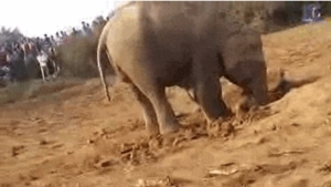 Illustration : "11 heures, c'est le temps qu'a passé cette mère éléphant pour sortir son petit d'un puits..."