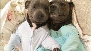 Illustration : "Ces 12 photos prouvent que les pitbulls sont d'adorables chiens aussi câlins que les autres..."