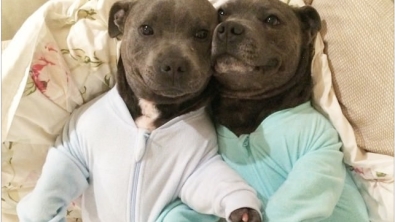 Illustration : Ces 12 photos prouvent que les pitbulls sont d'adorables chiens aussi câlins que les autres...