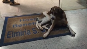 Illustration : "Ce chien a attendu sa maîtresse sur le pas de la porte de l'hôpital pendant plusieurs jours"