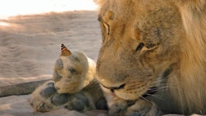 Illustration : "Un lion contemple paisiblement son ami papillon"