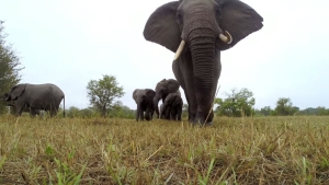 Illustration : "Un troupeau d'éléphants s'amuse avec une caméra GoPro"