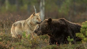 Illustration : "L'incroyable et magnifique amitié entre une louve et un ours"