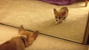 Illustration : "Ce bébé Corgi découvre son reflet dans le miroir pour la première fois de sa jeune vie"