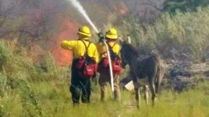 Illustration : "Rescapé d'un feu de forêt, un âne reste auprès des pompiers qui l'éteignent"