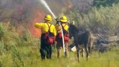 Illustration : Rescapé d'un feu de forêt, un âne reste auprès des pompiers qui l'éteignent