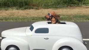 Illustration : "Drôle de rencontre canine sur la route"