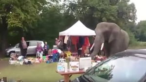 Illustration : "Un éléphant s'échappe du cirque et s'offre une petite balade au milieu des brocanteurs"