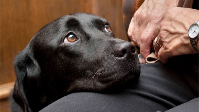 Illustration : Des chiens pour aider les victimes à faire face à leurs agresseurs au tribunal