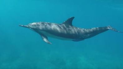 Illustration : Un dauphin offre une jolie démonstration d'acrobaties à un groupe de plongeurs