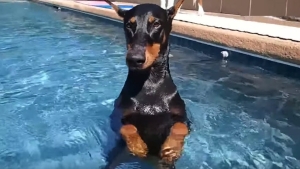 Illustration : "Ces chiens qui se tiennent debout dans les piscines"