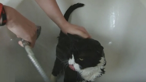 Ces Chats Qui Ne Se Rebellent Plus Sous La Douche