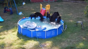 Illustration : "Une famille d'ours investit un jardin et s'amuse autour de la piscine"