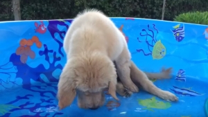 Illustration : "10 secondes de pure mignonnerie avec ce chiot qui tente de choper des faux poissons dans une piscine"