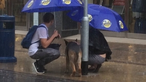 Illustration : "Ils trouvent un chien attaché à un poteau alors qu'il pleuvait des cordes"