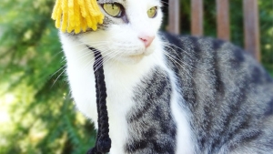 Illustration : "Elle tricote de sympathiques bonnets de laine pour animaux de compagnie (15 photos)"