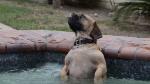 Illustration : "Ce chien ne peut plus se passer du jet massant de la piscine"