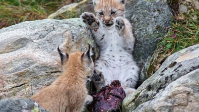 Illustration : De magnifiques photos d'une famille de lynx en Norvège