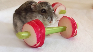 Illustration : Un mini salle de muscu en légumes pour hamsters fainéants