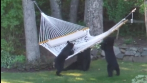 Illustration : "Une famille d'ours découvre les joies du hamac"