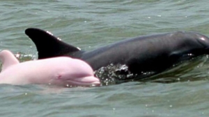 Illustration : "Pinky, la femelle dauphin rose, a été aperçue une nouvelle fois"