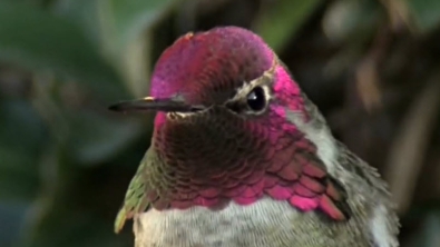 Illustration : Admirez de très près le superbe plumage iridescent d'un colibri