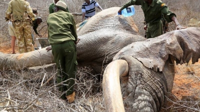 Illustration : Gravement blessés, trois éléphants sauvages ont su où trouver de l'aide