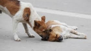 Illustration : "L'émouvante histoire de ce chien errant qui n'a pas voulu abandonner son compagnon blessé sur une route"