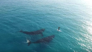 Illustration : "De sublimes images en 4K de la rencontre entre un homme en stand up paddle et un groupe de baleines"