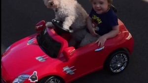 Illustration : "La chienne qui sait conduire une voiture"