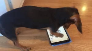 Illustration : "Ce chien perd totalement les pédales en jouant sur un iPad"