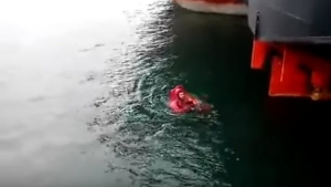 Illustration : "Cet homme n'a pas hésité à plonger dans l'eau glacée pour sauver un chaton désespéré"