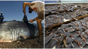 Illustration : "Découvrez l’invention qui permettra à l’entreprise New Wave Foods de sauver 70 millions de requins par an... Une idée de génie !"