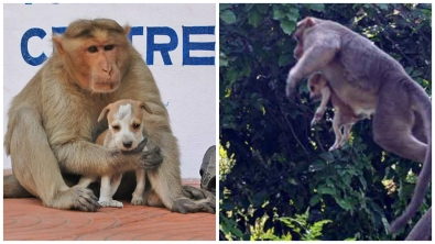 Illustration : Les animaux ne cessent de nous étonner… En témoigne ce singe qui adopte et protège un chiot abandonné !