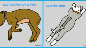 Illustration : "La position dans laquelle votre chien dort en dit beaucoup sur lui ! Ce qu’il faut savoir: "